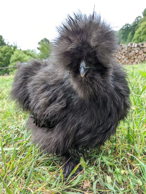 silkie chicken pics|different types of chickens silkie.